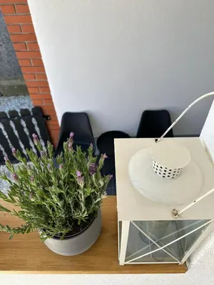 a plant sitting on a table next to a glass box at Hiška pri Paulu in Dobrovnik