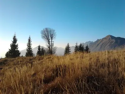 a field of tall grass with trees and a mountain at Apartment and Room Natasa in Kobarid