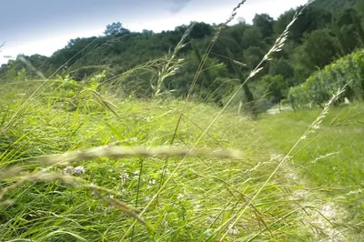 a field of tall grass with trees in the background at Turistična kmetija Štanfel in Podsabotin
