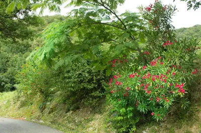 a bush with pink flowers on the side of a road at Turistična kmetija Štanfel in Podsabotin