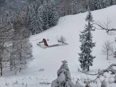 a snow covered slope with a pine tree on a hill at Koča Lipa pod Veliko planino in Luče
