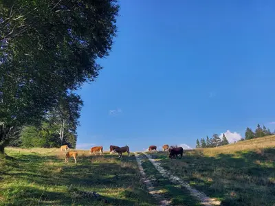 a herd of cows grazing on a grassy field at Koča Lipa pod Veliko planino in Luče