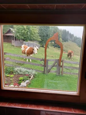 a window with cows in a field behind a fence at Koča Lipa pod Veliko planino in Luče
