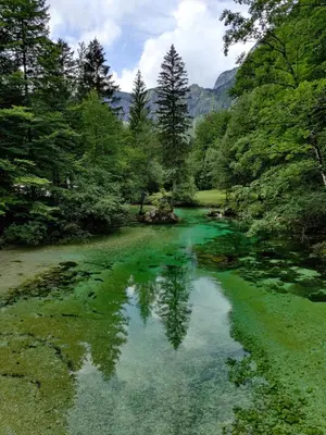 a river with green water in the middle of a forest at Bohinj Jeglič C17 in Bohinj