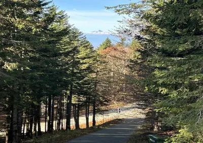 a road lined with trees with a mountain in the background at Gorska koča Krvavec in Cerklje na Gorenjskem