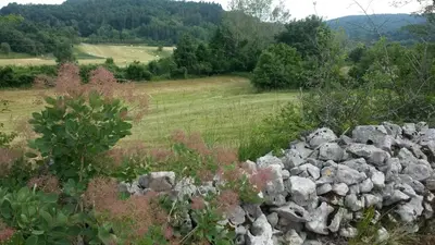 a stone wall in the middle of a field at Homestead Vrbin in Divača