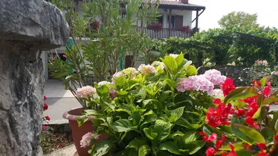a group of flowers in front of a house at Homestead Vrbin in Divača