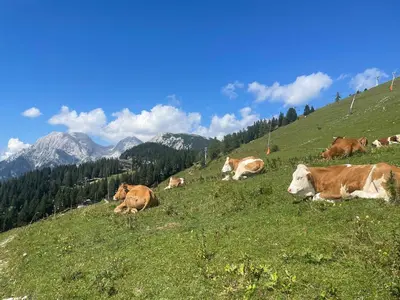 a herd of cows laying on a grassy hill at New cosy apartment, smučišče Krvavec in Cerklje na Gorenjskem
