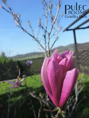 a pink flower in front of a tree at Apartma Sobe Pulec in Dobrovo