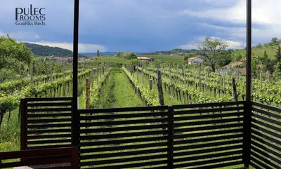 a view of a vineyard from behind a fence at Apartma Sobe Pulec in Dobrovo