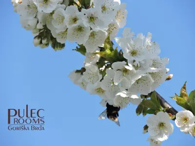 a branch of a flowering tree with white flowers at Apartma Sobe Pulec in Dobrovo