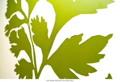 a close up of a green leafy plant at Majerija in Vipava
