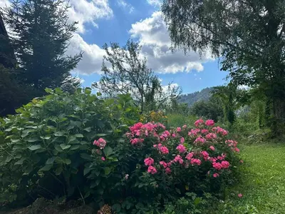 a bush of pink flowers in a field at Apartments Barbra - Robinson life in Slovenj Gradec