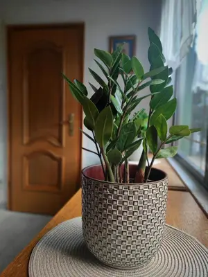 a plant in a pot sitting on a table at House IZI - parking, garden, 8 min ride to center in Maribor