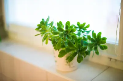 a potted plant sitting on a window sill at Apartment Ani in Bled