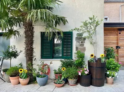 a group of potted plants in front of a house with a window at Apartment Rozalka Vipava valley in Podnanos