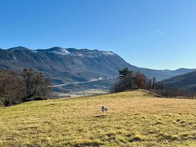 a goat standing in a field with mountains in the background at Apartment Rozalka Vipava valley in Podnanos
