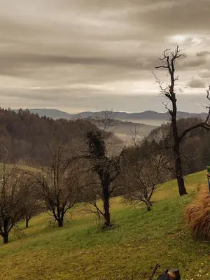 a group of trees in a grassy field at Holiday apartement Sentjur in Šentjur