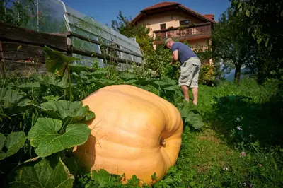a man standing next to a large pumpkin in the grass at Tourist farm Kolar in Ljubno