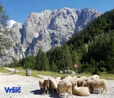 a herd of sheep grazing in front of a mountain at Apartma Studio Bogi in Kranjska Gora