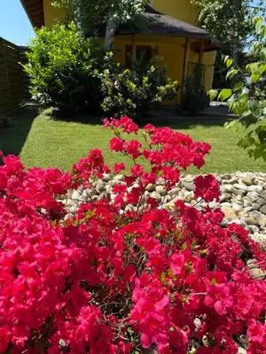 a bed of red flowers in front of a house at Wellness soba Skriti raj Banovci in Banovci