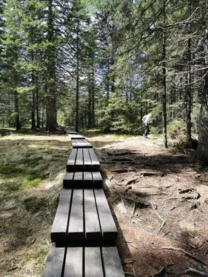 a row of wooden benches in a forest at Authentic Pohorje house with riverside outdoor sauna in Oplotnica
