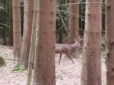 a deer running through a forest with trees at Authentic Pohorje house with riverside outdoor sauna in Oplotnica