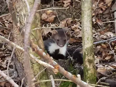 a baby squirrel is sitting in a tree at Authentic Pohorje house with riverside outdoor sauna in Oplotnica