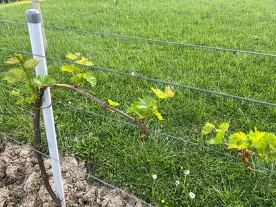 a plant is growing through a fence at Apartma Zidanca Bele in Dolenjske Toplice