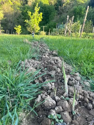 a garden with some plants in a field at Apartma Zidanca Bele in Dolenjske Toplice