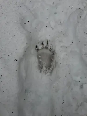 a footprint of a dog in the snow at Apartma Hiška Vrh in Stari Trg pri Ložu
