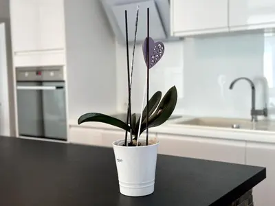a potted plant sitting on a counter in a kitchen at Spacious Cosy Apt with Pool and Parking in Pesnica pri Mariboru
