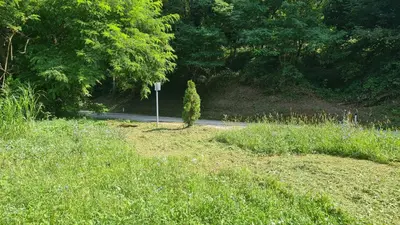 a road with a tree in the middle of a field at Mala Savca in Loka pri Zidanem Mostu