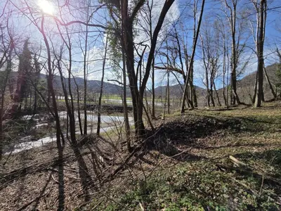 a group of trees in a field with a river at Mala Savca in Loka pri Zidanem Mostu