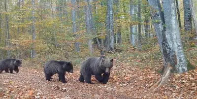 three black bears walking in the woods at Art & Sun in Kočevje