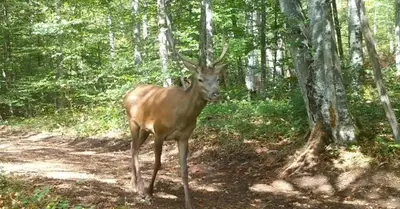 a deer standing on a dirt road in the woods at Art & Sun in Kočevje