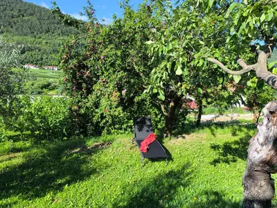 a kite sitting in the grass next to an apple tree at Apartma Sunside in Branik