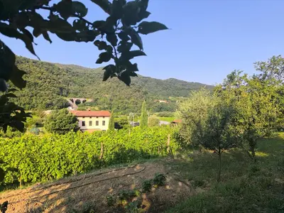 a vineyard with a house and a mountain in the background at Apartma Sunside in Branik