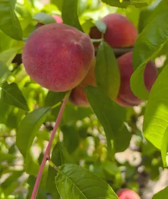 a bunch of peaches on a tree with leaves at Apartma Sunside in Branik