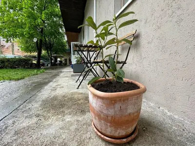 a plant in a pot on the side of a building at Manca's Apartment with Free Parking in Ljubljana