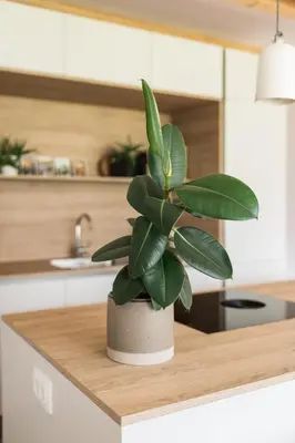 a green plant sitting on a counter in a kitchen at Nomad 27 in Bovec