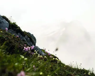 a bunch of flowers on a rock wall at Nomad 27 in Bovec
