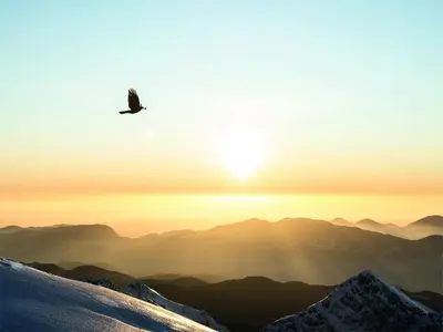 a bird flying over a snow covered mountain at sunset at Nomad 27 in Bovec