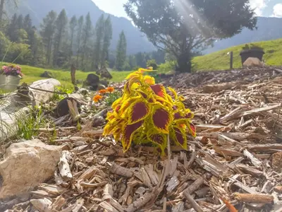 a group of flowers on a pile of sticks at Chalet Vrsnik Hideaway in Soča