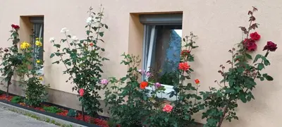 a bunch of flowers in a window of a building at Hiša JAVORNIK BOHINJ in Bohinj