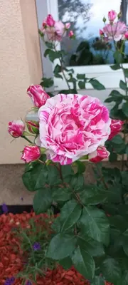 a pink rose in a garden with other flowers at Hiša JAVORNIK BOHINJ in Bohinj