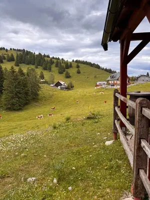 a herd of cows grazing on a green field at Harmony Resort in Cerklje na Gorenjskem