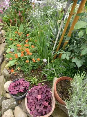a garden with two baskets of flowers and plants at Apartment Zorec in Maribor