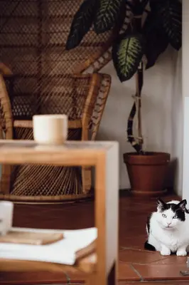 a black and white cat sitting on the floor next to a plant at Layer Residences in Kranj