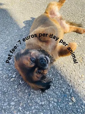 a dog laying on its back on the road at Vamiš Apartment in Stanjevci